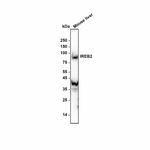 IREB2 Antibody in Western Blot (WB)
