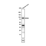 IREB2 Antibody in Western Blot (WB)