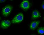 FBXL2 Antibody in Immunocytochemistry (ICC/IF)