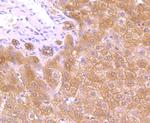 FBXL2 Antibody in Immunohistochemistry (Paraffin) (IHC (P))