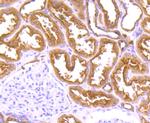FBXL2 Antibody in Immunohistochemistry (Paraffin) (IHC (P))