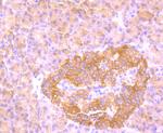 FBXL2 Antibody in Immunohistochemistry (Paraffin) (IHC (P))