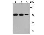 FBXL2 Antibody in Western Blot (WB)