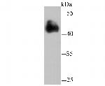 FBXL2 Antibody in Western Blot (WB)