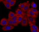 TIM-3 Antibody in Immunocytochemistry (ICC/IF)
