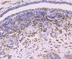 TIM-3 Antibody in Immunohistochemistry (Paraffin) (IHC (P))