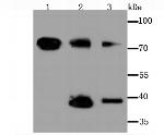 TIM-3 Antibody in Western Blot (WB)