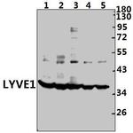 LYVE1 Polyclonal Antibody