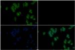 beta Tubulin Antibody in Immunocytochemistry (ICC/IF)