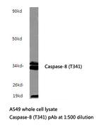 Caspase 8 Polyclonal Antibody