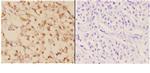 c-Abl Polyclonal Antibody