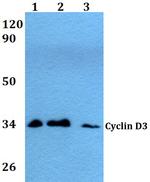 Cyclin D3 Polyclonal Antibody