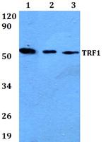 TRF1 Polyclonal Antibody
