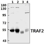 TRAF2 Polyclonal Antibody