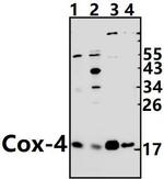 COX4 Antibody in Western Blot (WB)