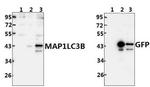 LC3B Polyclonal Antibody