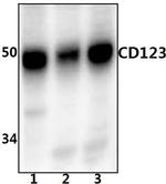 CD123 Antibody in Western Blot (WB)