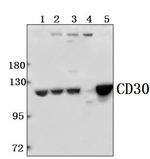 CD30 Polyclonal Antibody