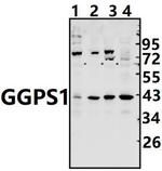 GGPS1 Polyclonal Antibody