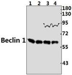 Beclin 1 Polyclonal Antibody