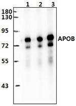 Apolipoprotein B Polyclonal Antibody