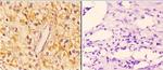 14-3-3 zeta Polyclonal Antibody