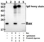 Bax Antibody in Immunoprecipitation (IP)