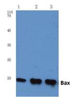 Bax Antibody in Western Blot (WB)