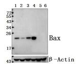 Bax Antibody in Western Blot (WB)