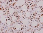 Bcl-X Polyclonal Antibody