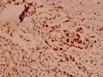 Caspase 10 Polyclonal Antibody