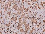 Cytochrome C Polyclonal Antibody