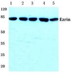 Ezrin Polyclonal Antibody