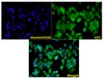 Filamin A Polyclonal Antibody