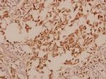 GAD67 Antibody in Immunohistochemistry (Paraffin) (IHC (P))