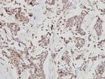 HDAC7 Antibody in Immunohistochemistry (Paraffin) (IHC (P))