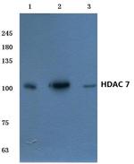 HDAC7 Antibody in Western Blot (WB)
