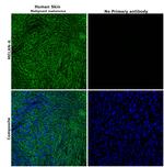 Melan-A Polyclonal Antibody