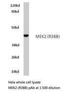 MEK2 Antibody in Western Blot (WB)