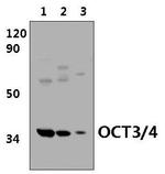 OCT3/4 Antibody in Western Blot (WB)