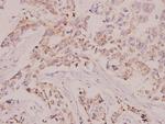 c-Raf Polyclonal Antibody