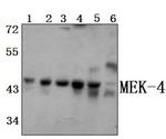 MAP2K4 Polyclonal Antibody