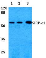 SIRP alpha Antibody in Western Blot (WB)
