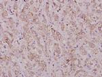TGF alpha Polyclonal Antibody