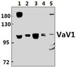VAV1 Antibody in Western Blot (WB)