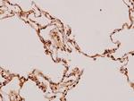 FADD Polyclonal Antibody