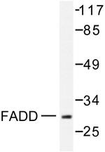 FADD Antibody in Western Blot (WB)