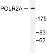 POLR2A Antibody in Western Blot (WB)