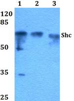 SHC Antibody in Western Blot (WB)
