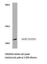 VASP Antibody in Western Blot (WB)